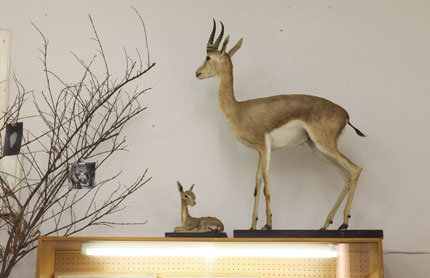 Taxidermied gazelles, adult and young, on display at the museum